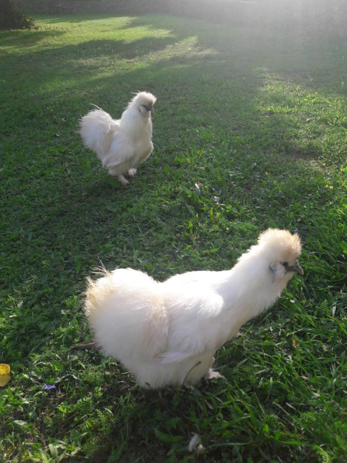 Country House Lokev Guest House ภายนอก รูปภาพ